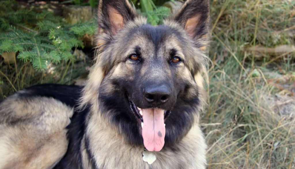 Shiloh Shepherd Dog suitability as a Pet