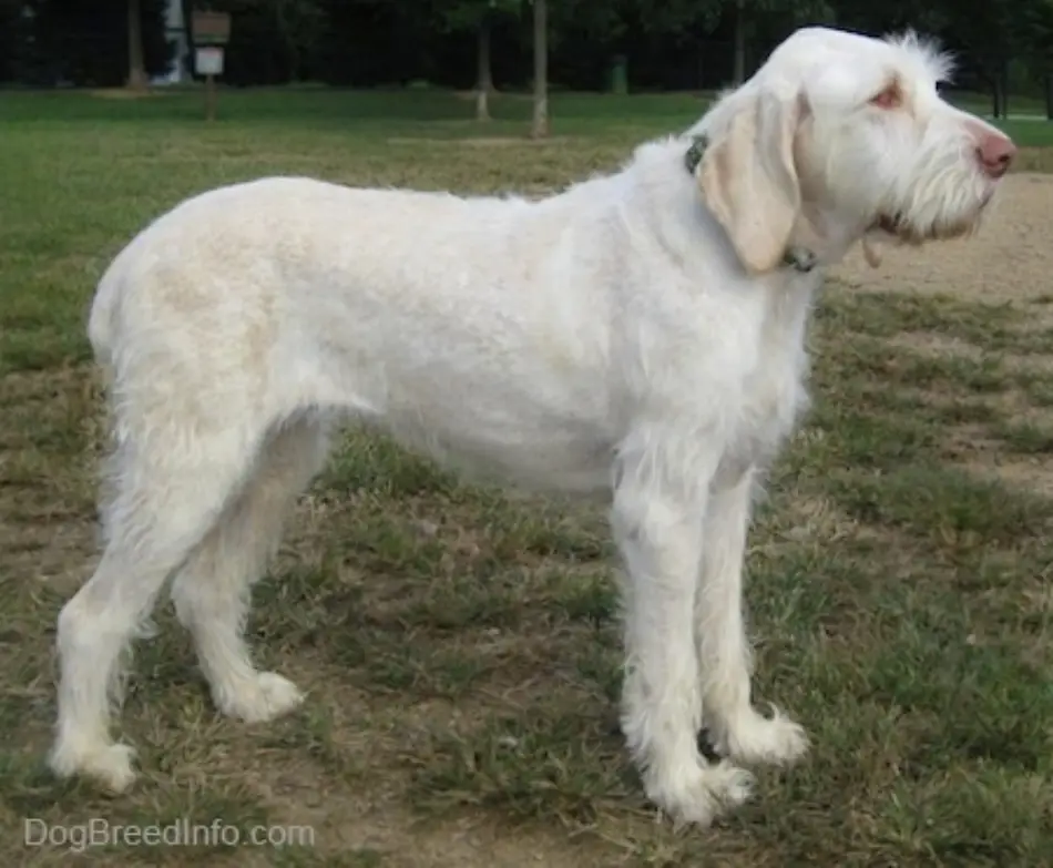 Spinone Italiano Dog