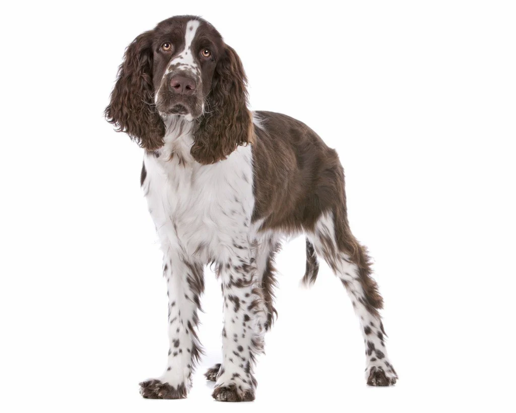 Springer Spaniel dog