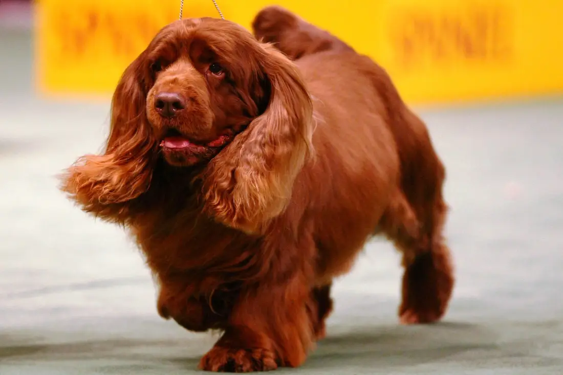 Sussex Spaniel Dog