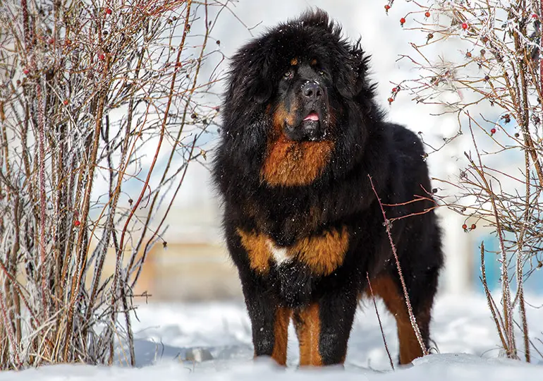 Tibetan Mastiff Dog