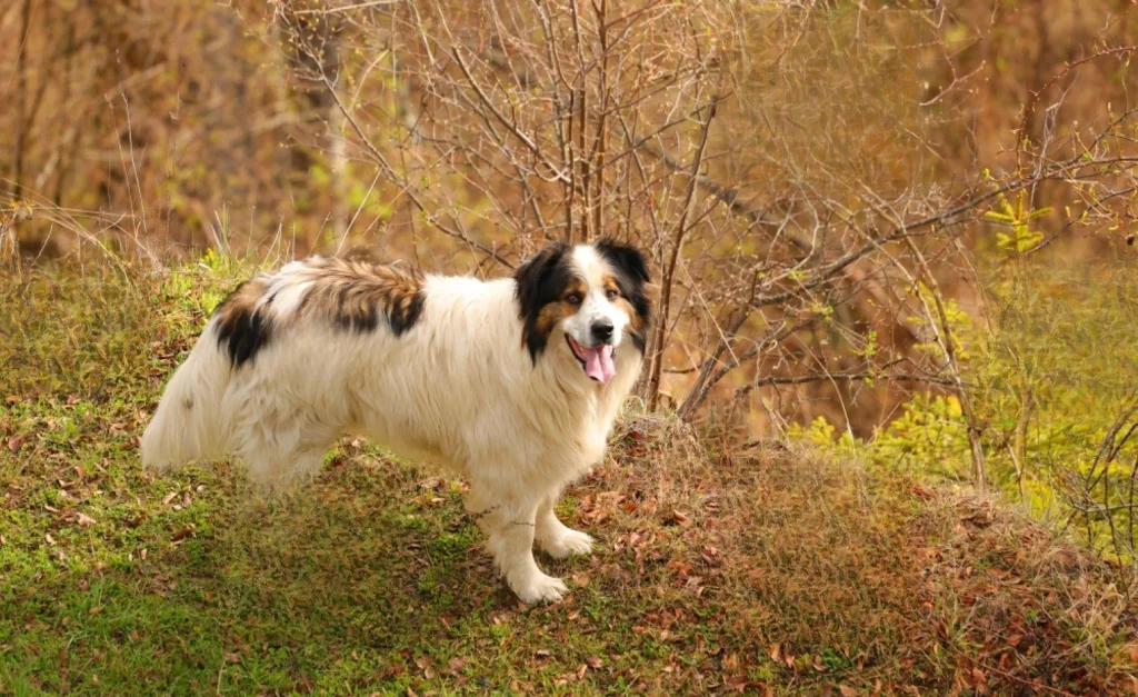 Tornjak dog breeds