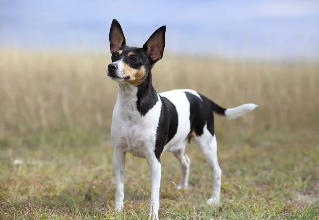 Toy Fox Terrier Dog