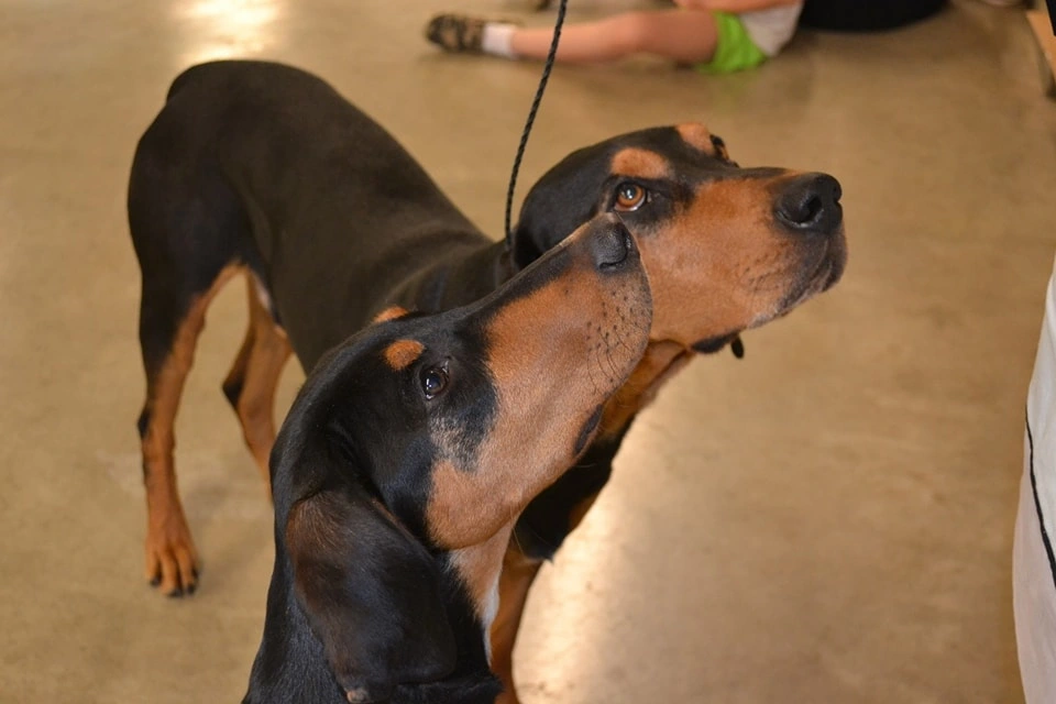 Transylvanian Hound dog suitability as a Pet