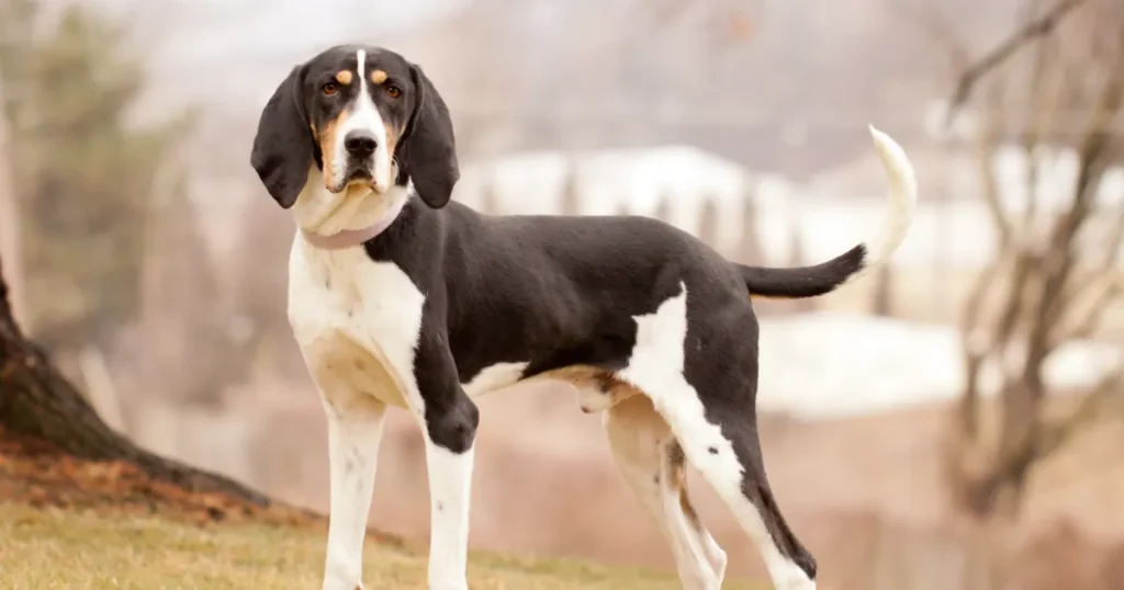 Treeing Walker Coonhound