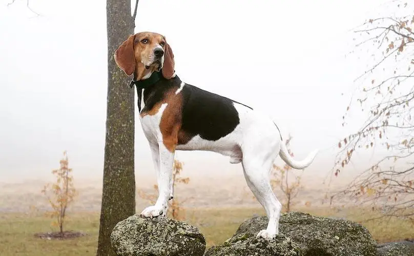 Treeing Walker Coonhound Dog