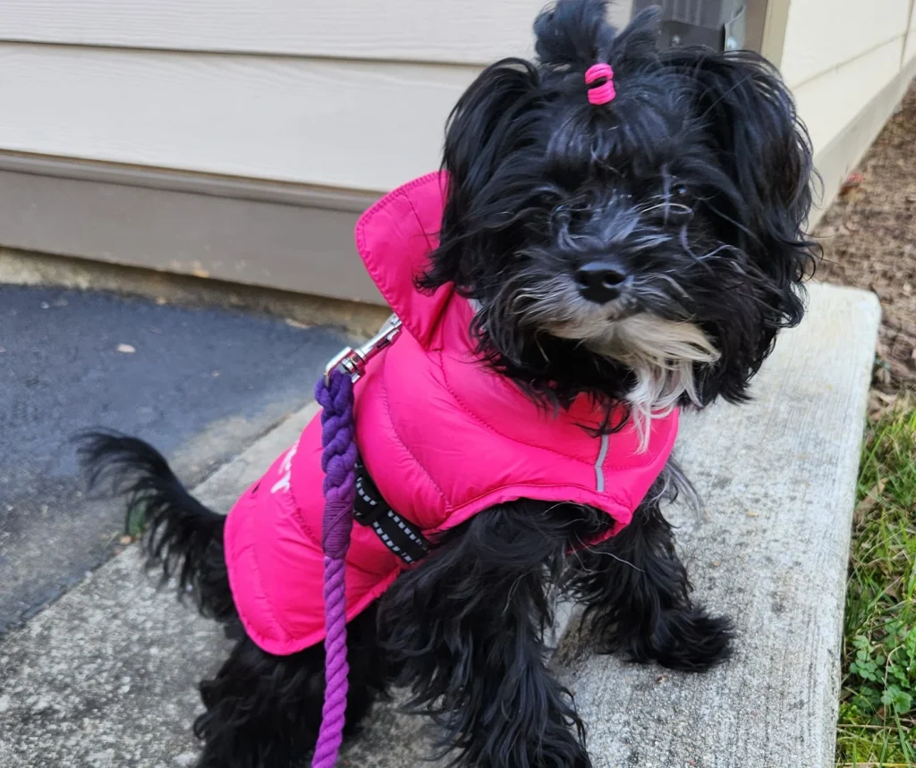 Tsvetnaya Bolonka dog suitability as a Pet