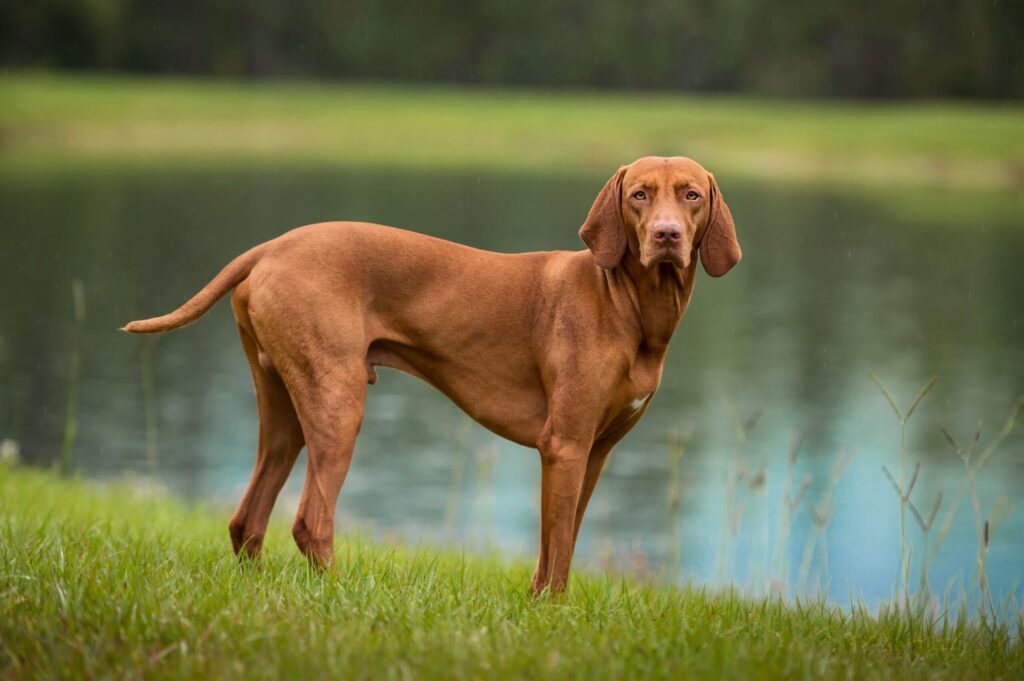 Vizsla dog