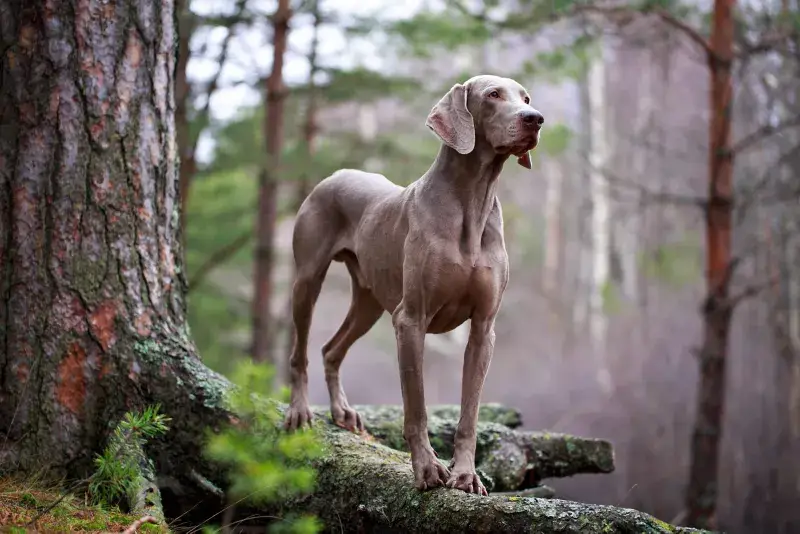 Weimaraner Dog