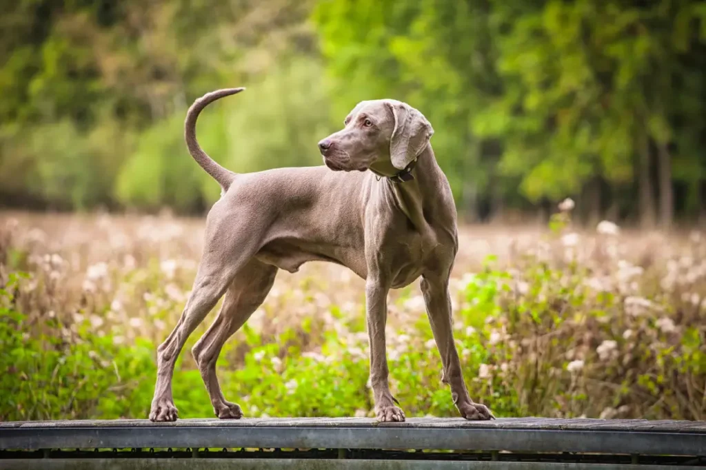 Weimaraner Dog