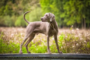 Weimaraner Dog