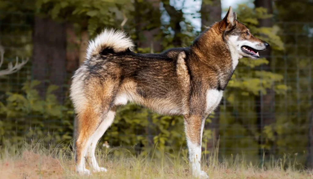 West Siberian Laika dog Physical Characteristics