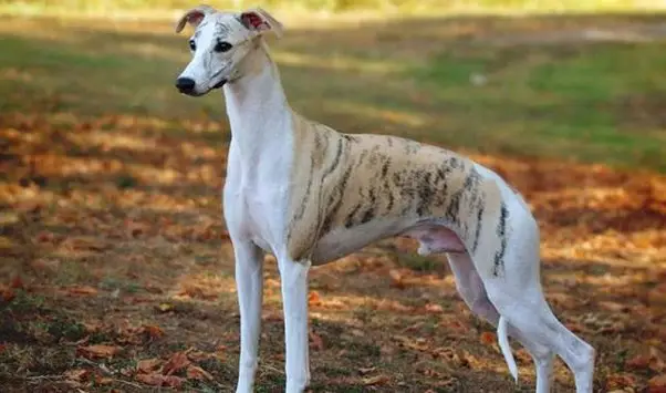 Whippet Dog