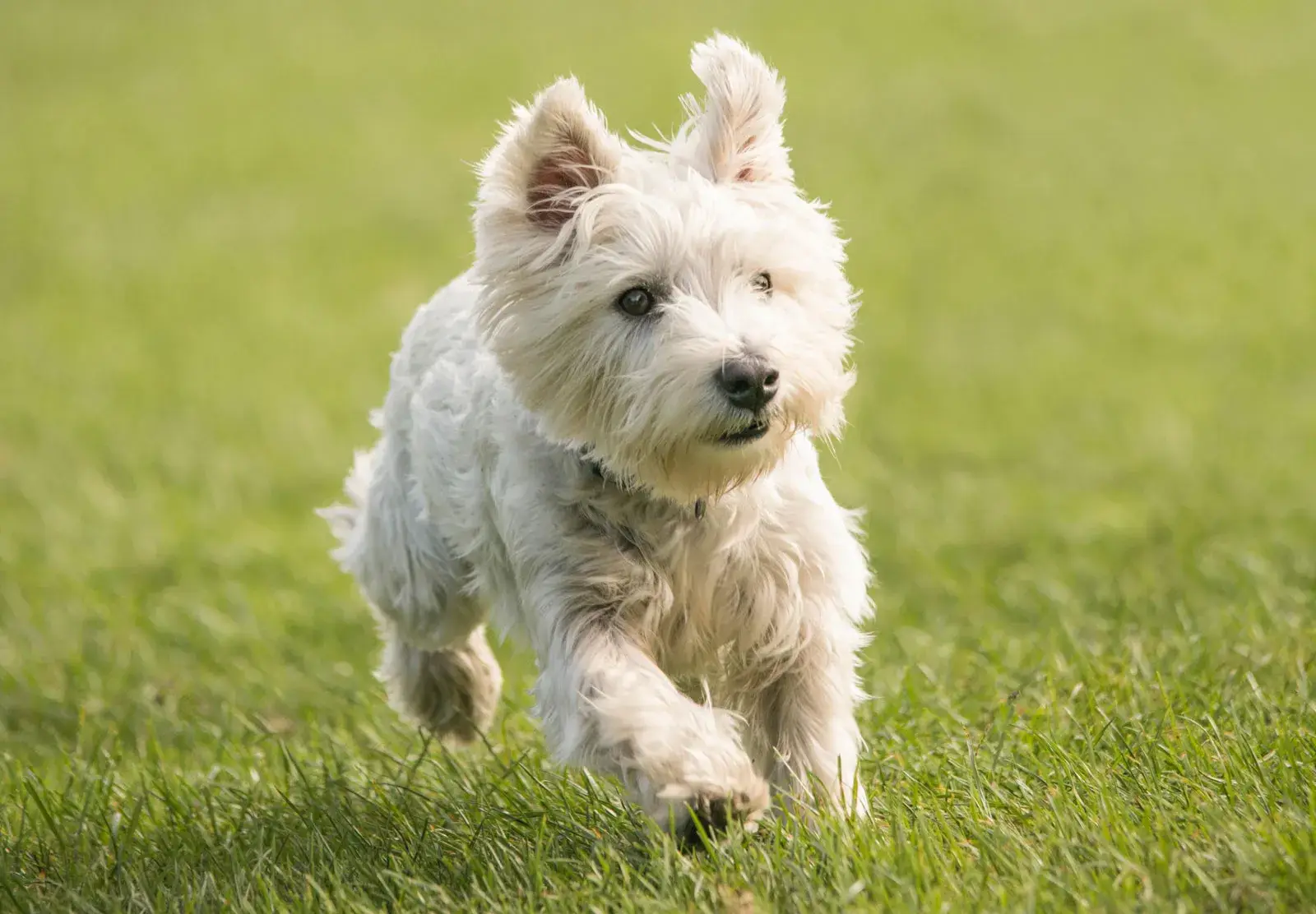 White Terrier Dog