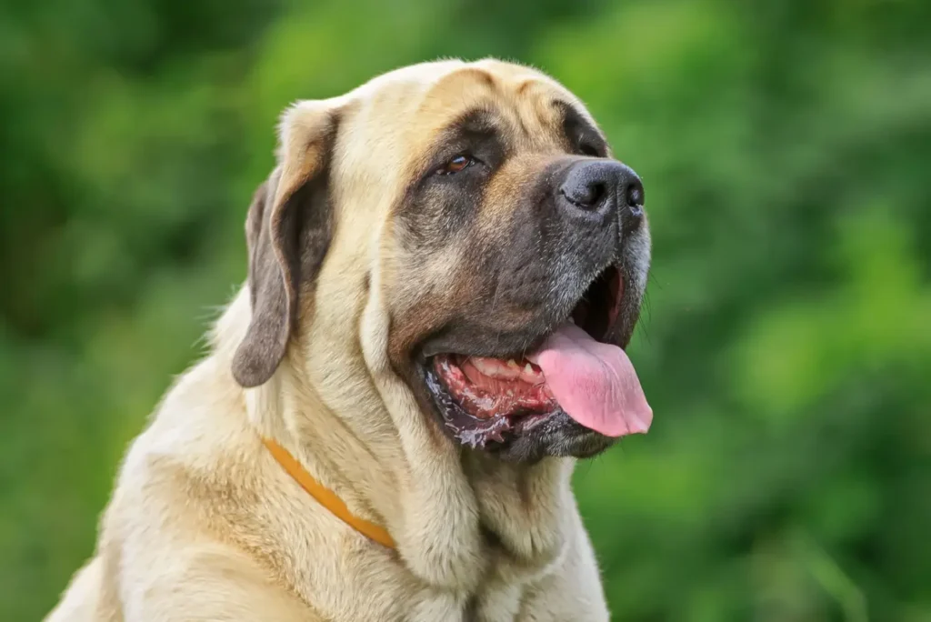 mastiff dog