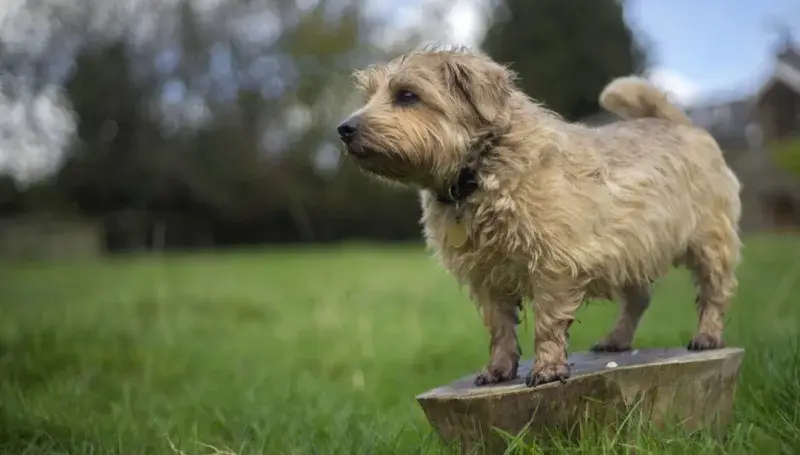 norfolk terrier dog