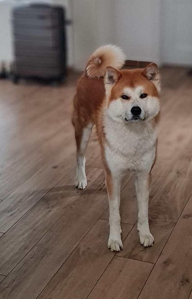 Akita Inu