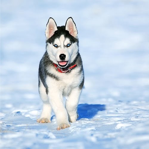 Alusky dog