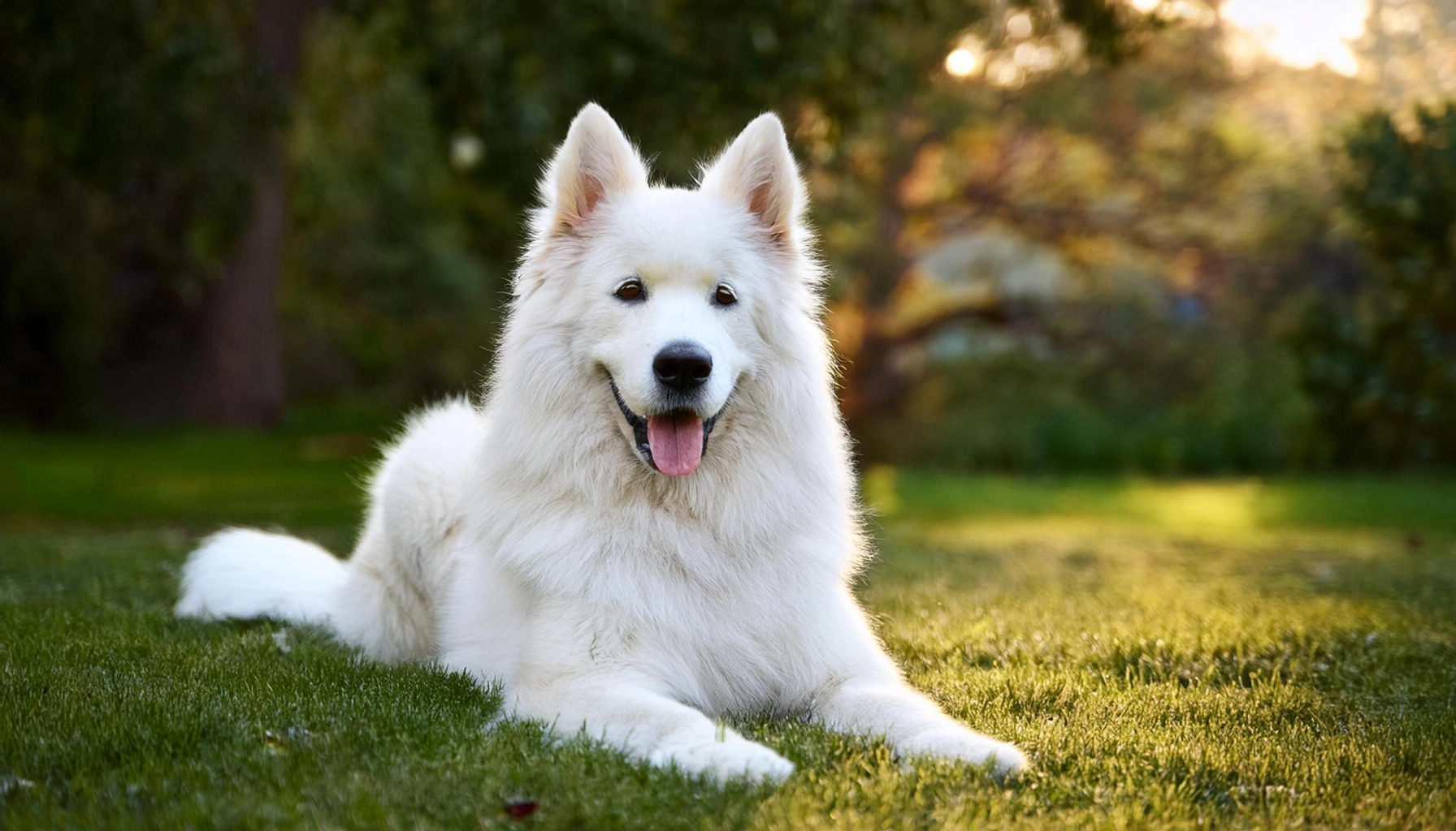 American White Shepherd Dog Breed