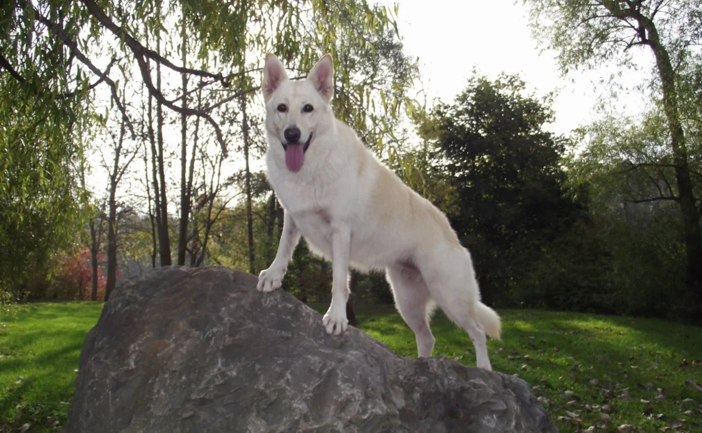 American White Shepherd Dog Physical Characteristics