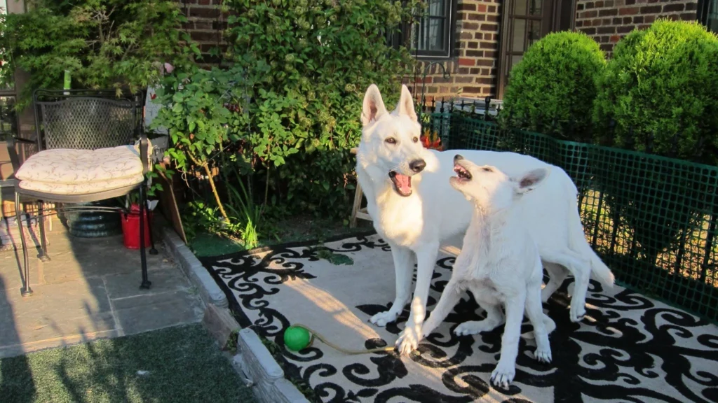 American White Shepherd Dog suitability as a Pet 1