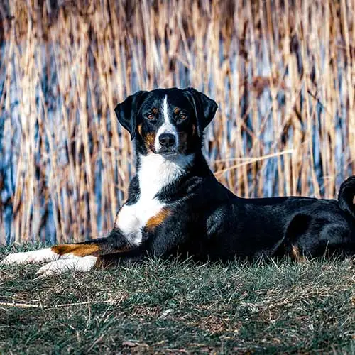 Appenzeller Mountain Dog