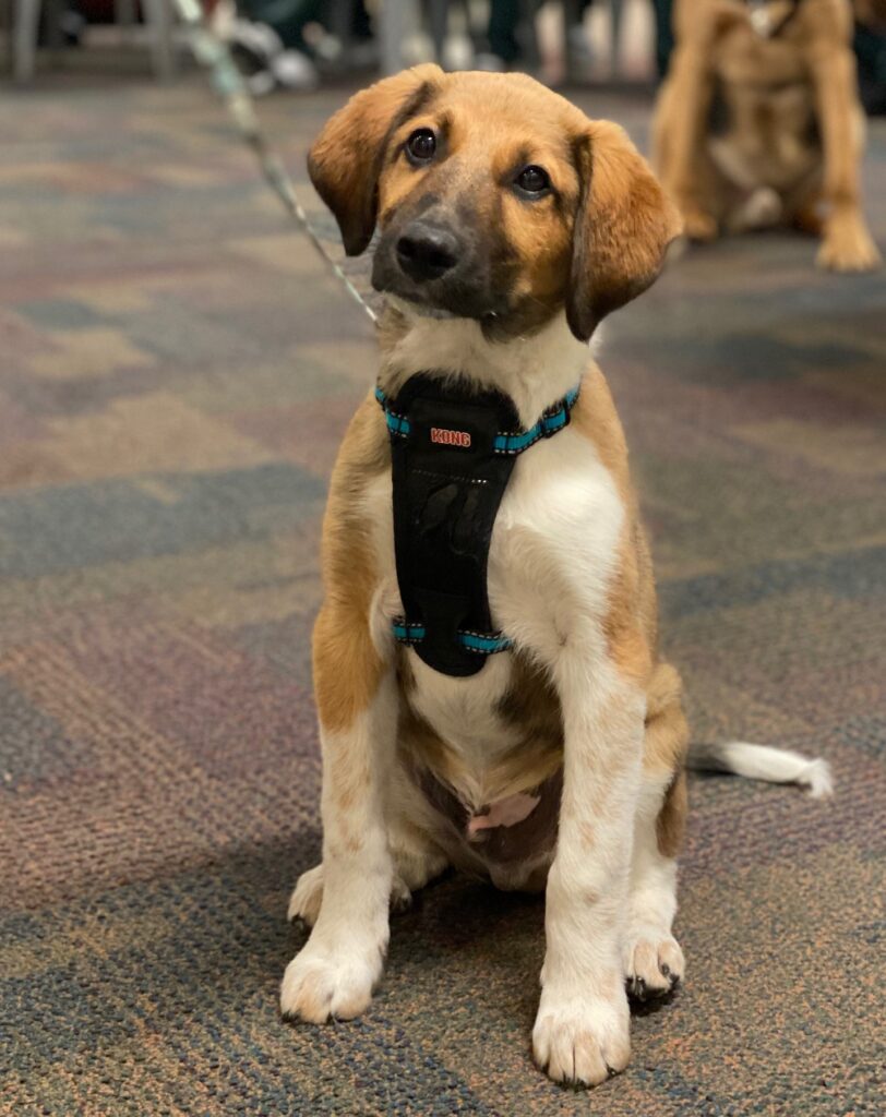 Beagle Chihuahua Mix