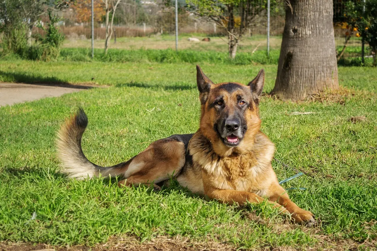 Belgian Malinois dog