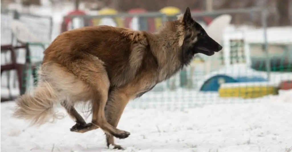 Belgian Tervuren dog