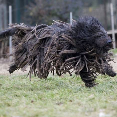 Bergamasco Sheepdog