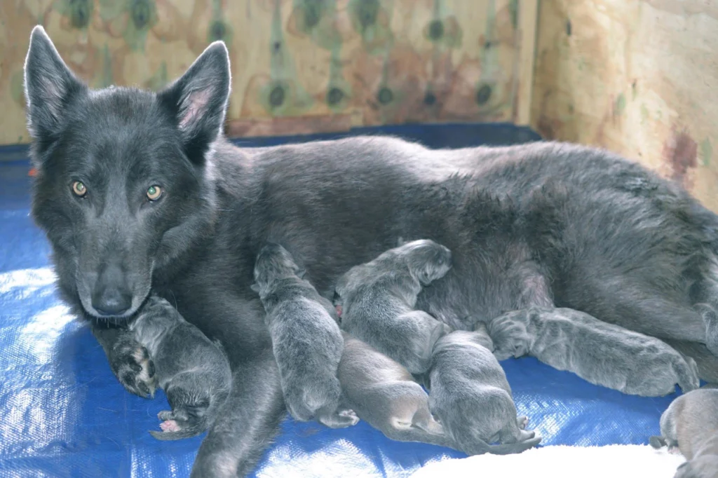 Blue Bay Shepherd Dog Physical Characteristics