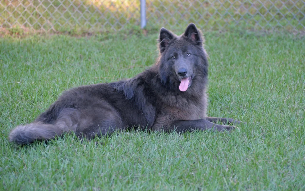 Blue Bay Shepherd Dog Temperament and Personality