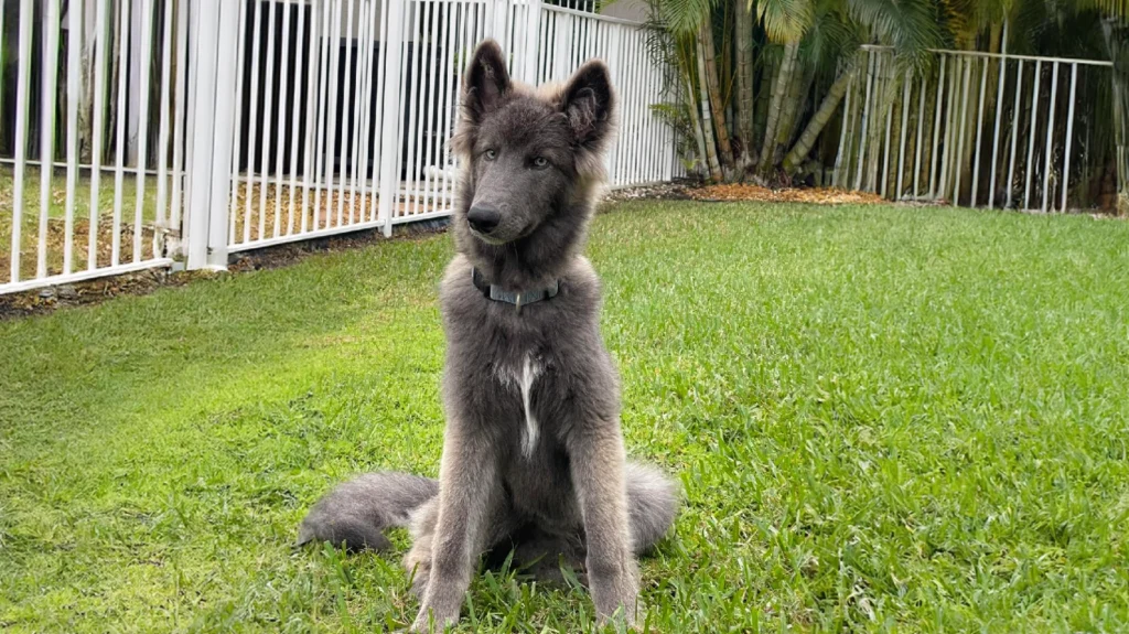 Blue Bay Shepherd Dog grooming salon