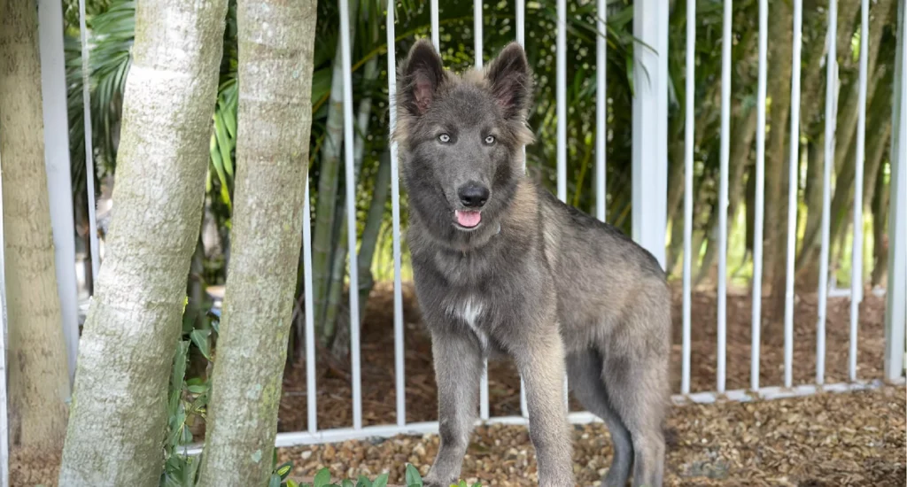 Blue Bay Shepherd Dog suitability as a Pet