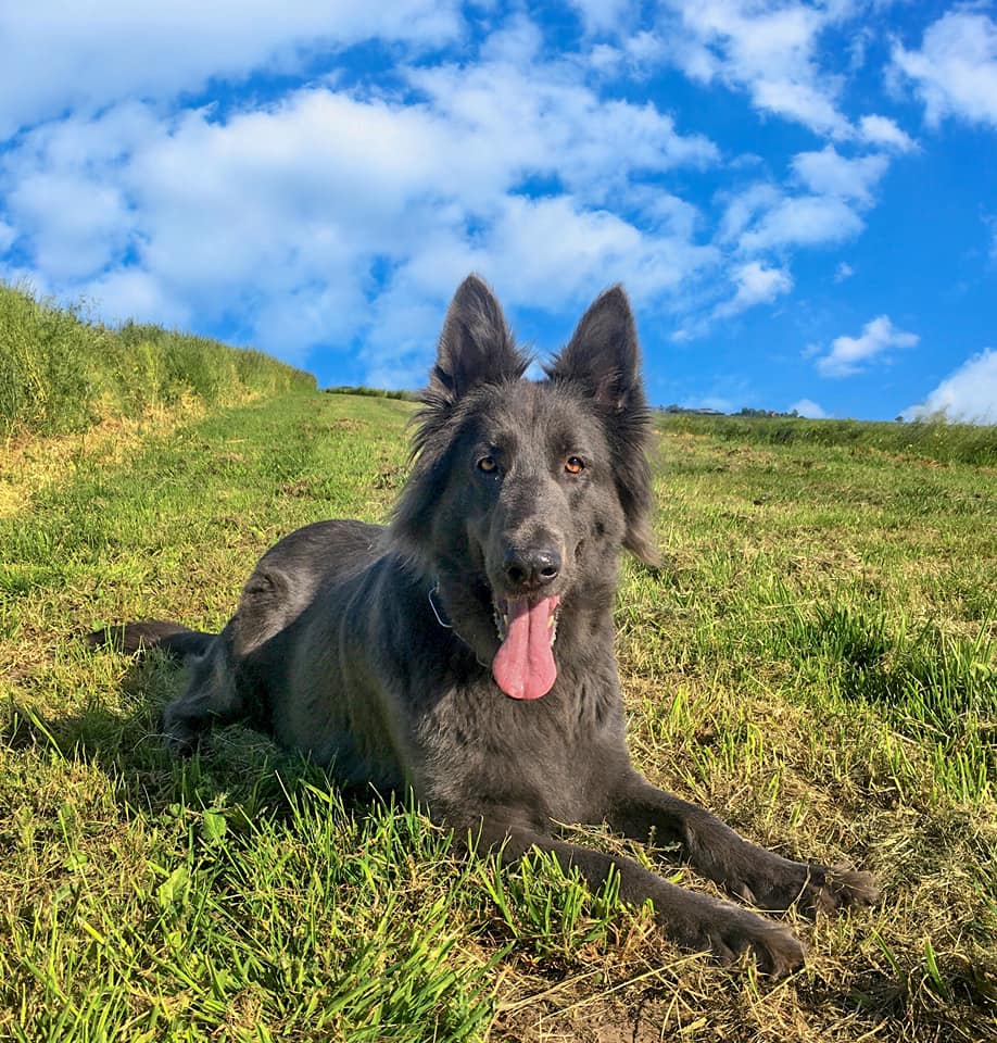 Blue German Shepherd