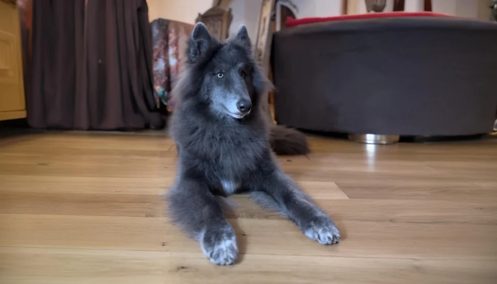 Blue WolfDog Physical Characteristics