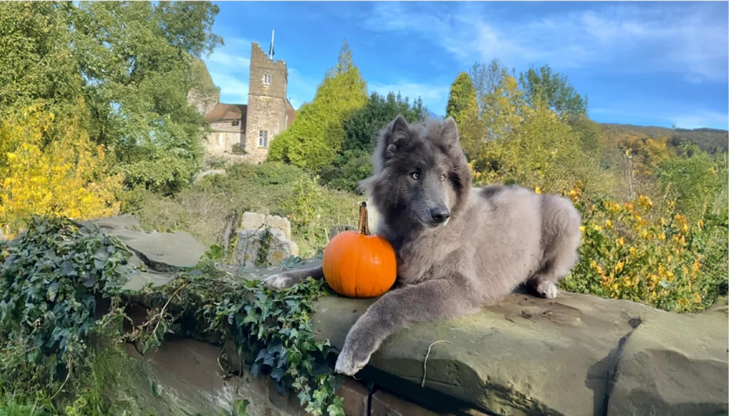 Blue WolfDog Suitability as a Family Pet