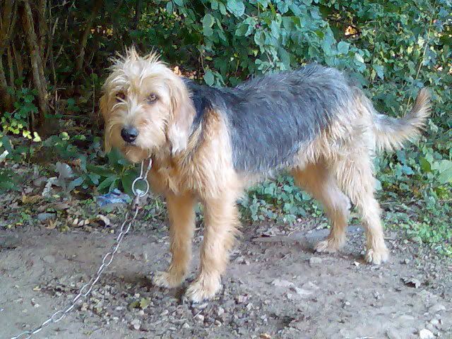 Bosnian Coarse-haired Hound