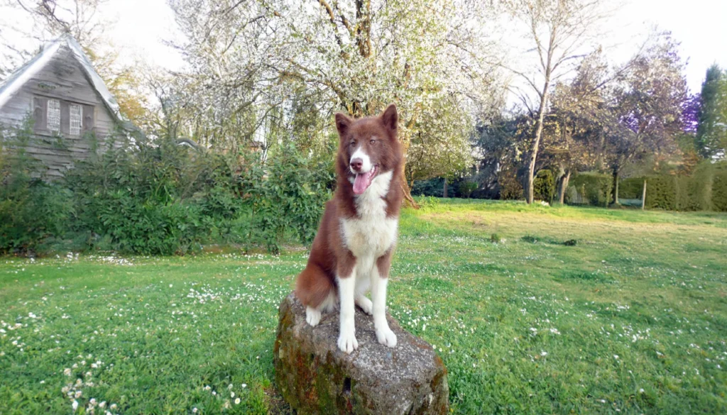 Canadian Eskimo Dog