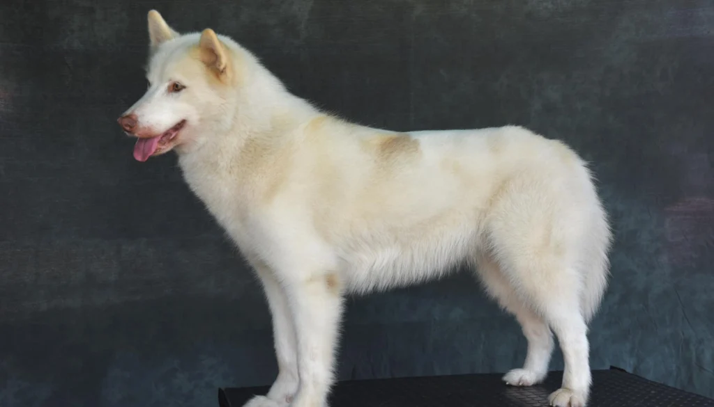 Canadian Eskimo Dog Breed