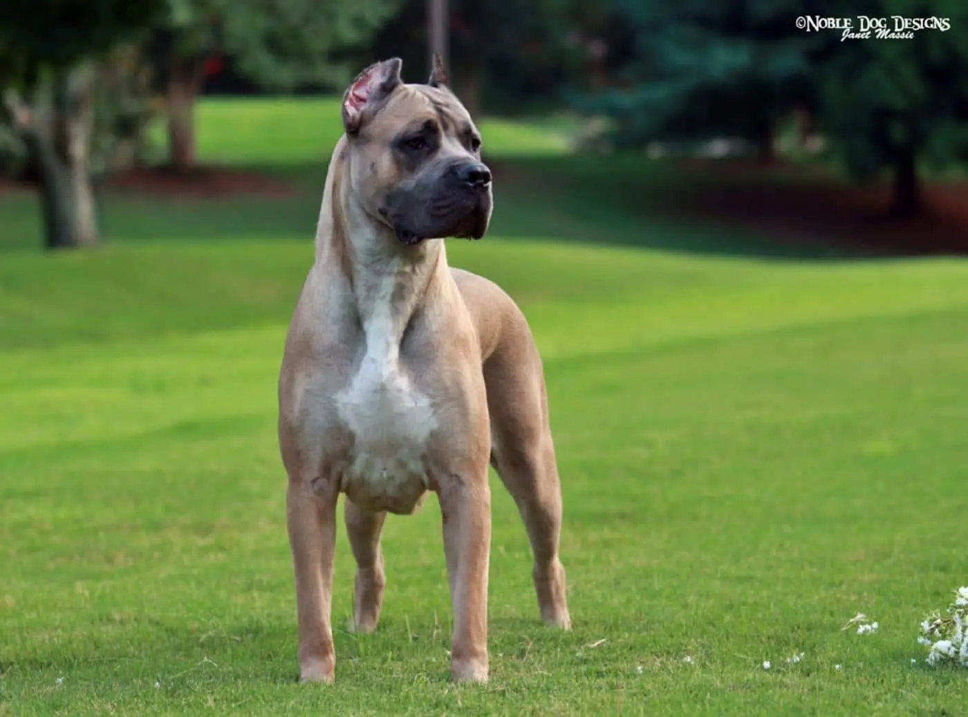 Cane Corso dog