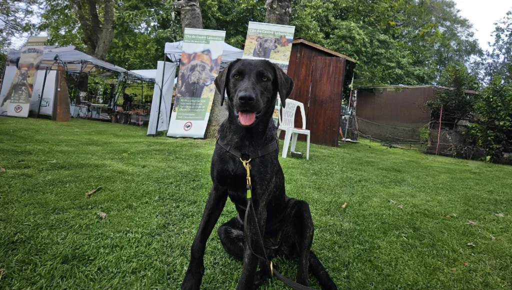 Cão de Castro Laboreiro Dog Temperament and Personality