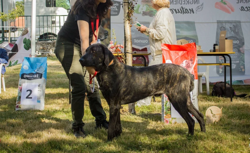 Cão de Castro Laboreiro Dog suitability as a Pet