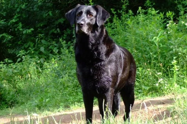 Cão de Castro Laboreiro