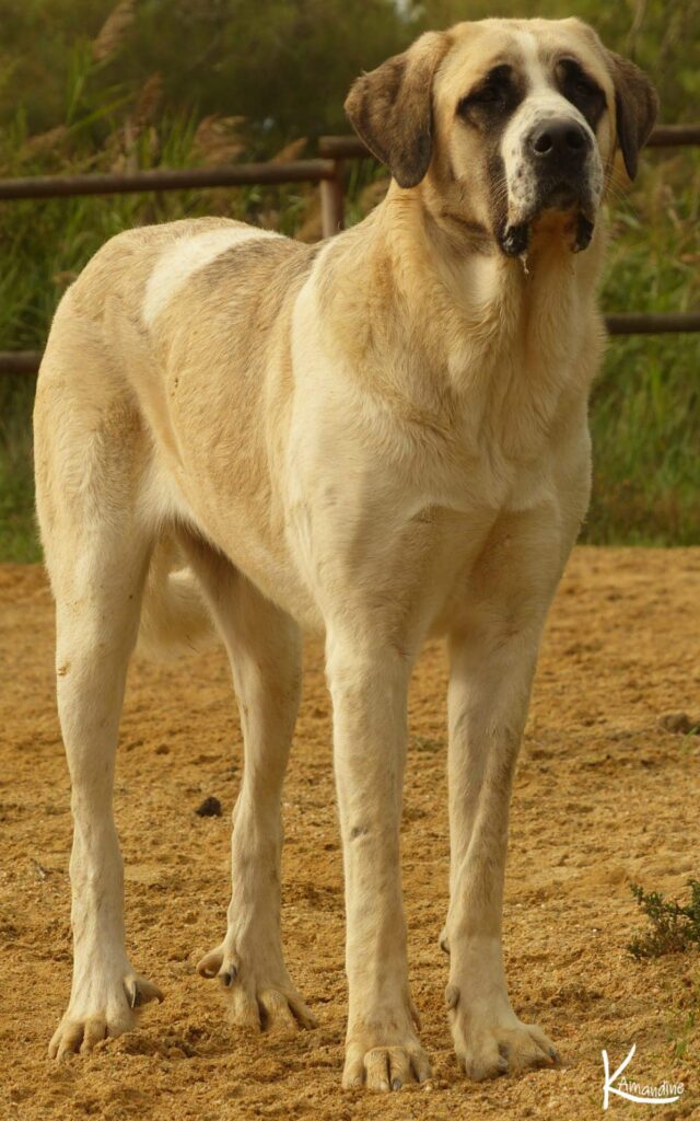 Cão de Gado Transmontano