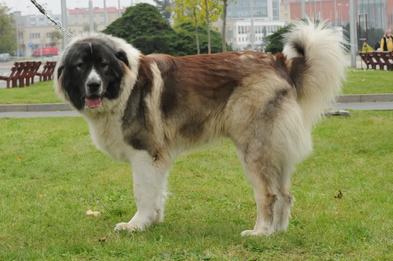 Caucasian Shepherd Dog