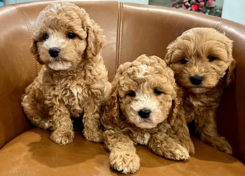 Cavapoochon Dog Breed 1