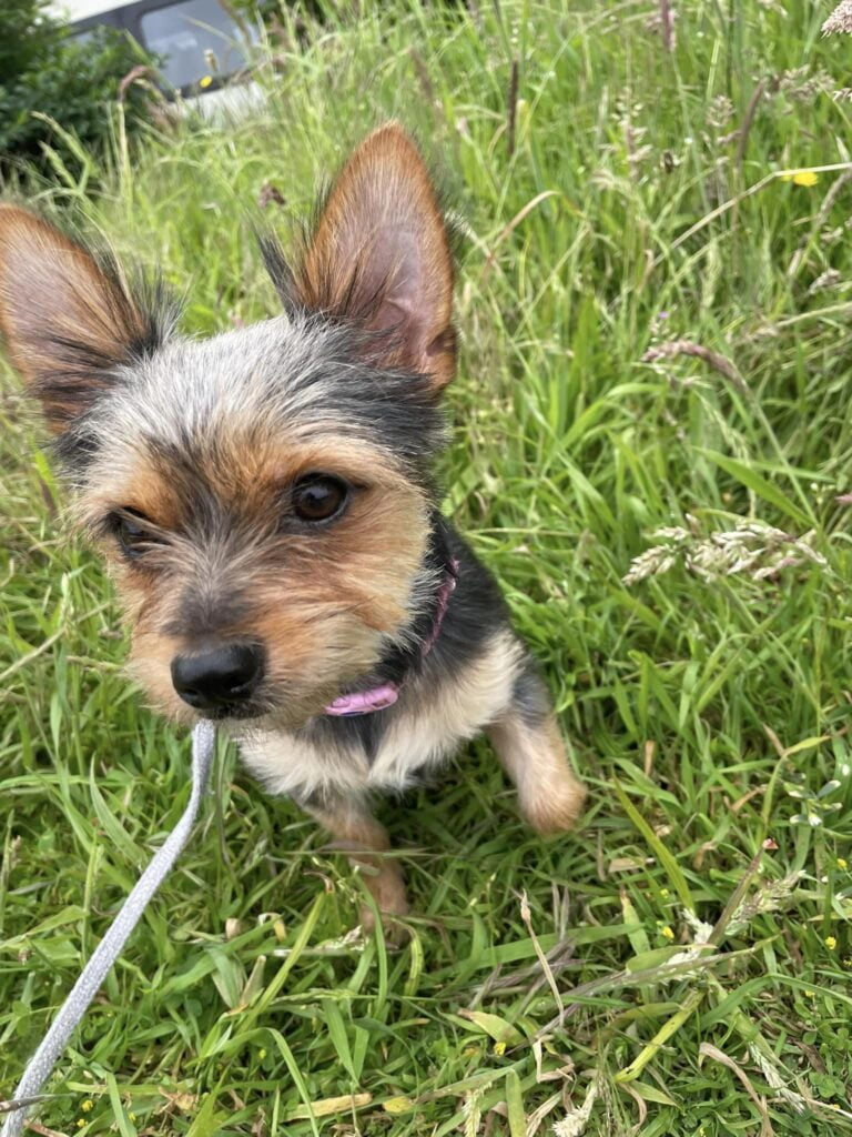 Chorkie