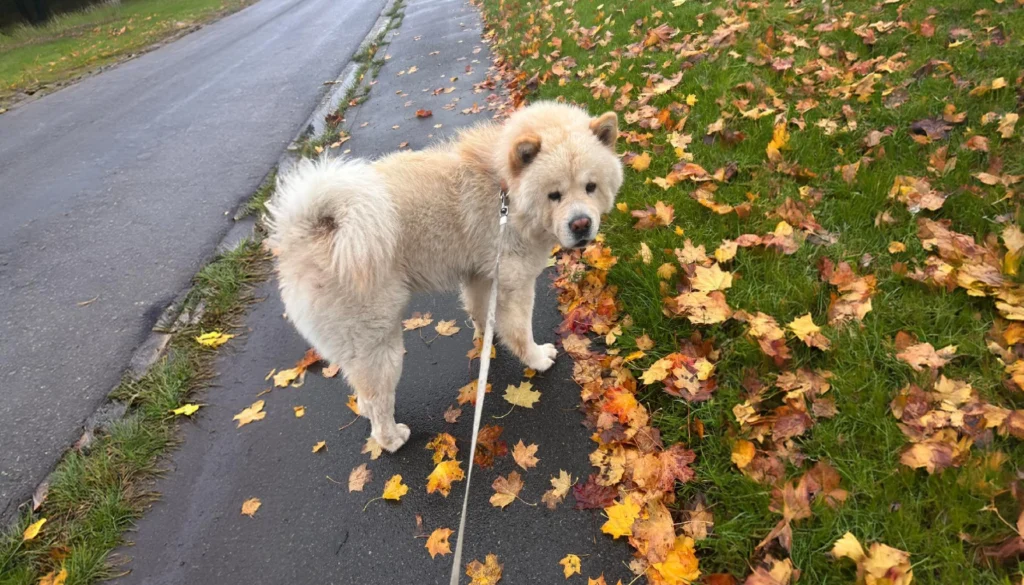 Chow Chow The Quiet Guardian 2