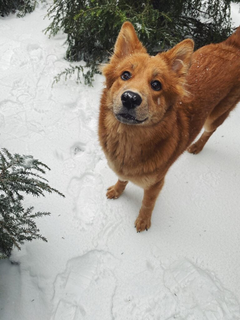 Chow Husky dog